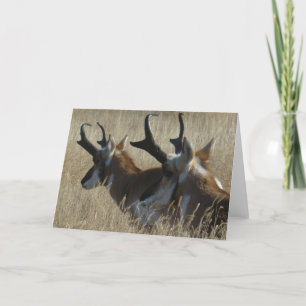 A23 Pronghorn Antelope Young Bucks Head Shot Card