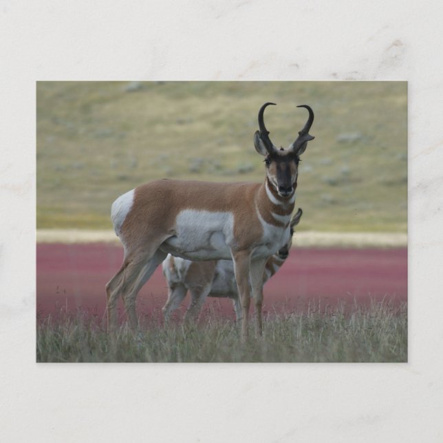 A24 Pronghorn Antelope Postcard (Front)