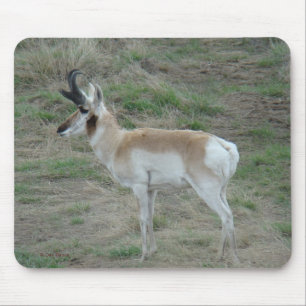 A26 Antelope Buck Mouse Pad