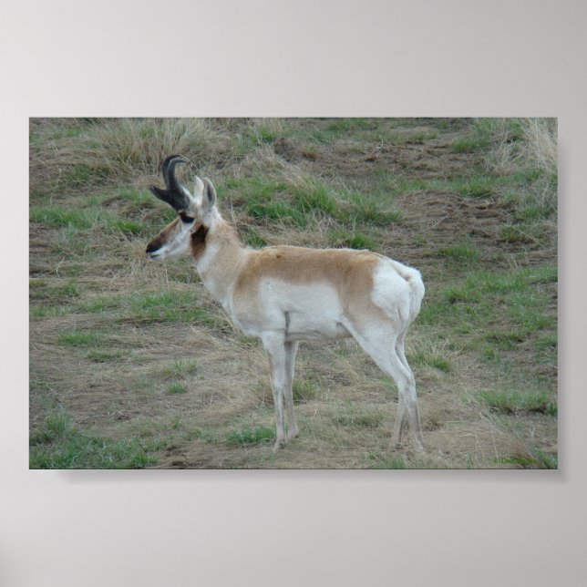 A26 Pronghorn Antelope Buck Poster (Front)