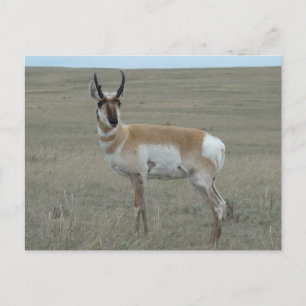 A28 Pronghorn Antelope Young Buck Postcard