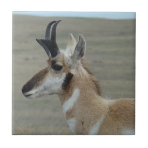 A29 Pronghorn Antelope Buck Head Shot Profile Tile