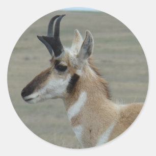 A29 Pronghorn Antelope Head Shot Profile Classic Round Sticker