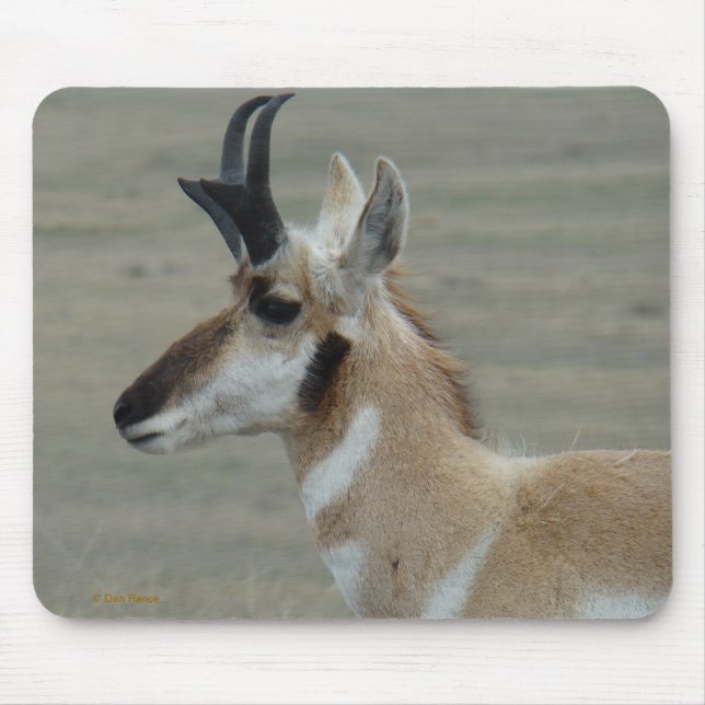 A29 Pronghorn Antelope Young Buck Head Profile Mouse Pad (Front)