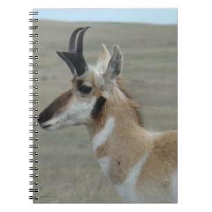 A29 Pronghorn Antelope Young Buck Head Profile Notebook