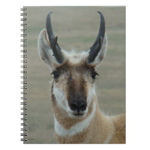 A30 Pronghorn Antelope Young Buck Head Shot Notebook
