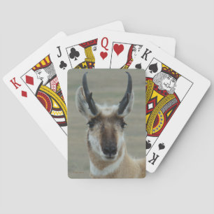 A30 Pronghorn Antelope Young Buck Head Shot Playing Cards