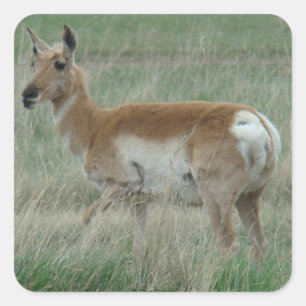 A31 Pronghorn Antelope Doe Square Sticker