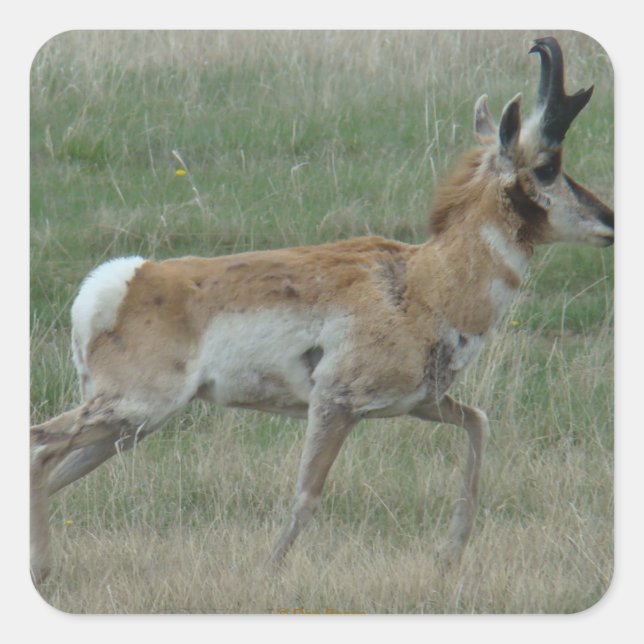 A32 Pronghorn Antelope Buck Square Sticker (Front)