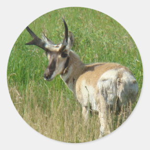 A35 Pronghorn Antelope Buck Classic Round Sticker
