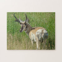 A35 Pronghorn Antelope Buck