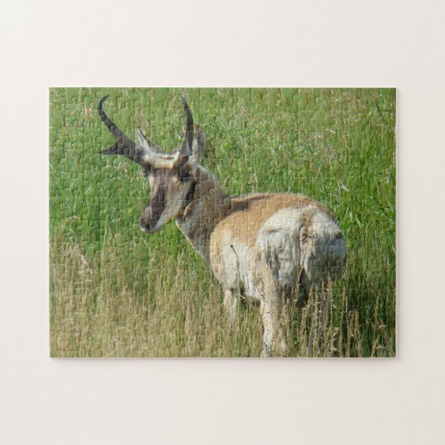 A35 Pronghorn Antelope Buck Jigsaw Puzzle (Horizontal)