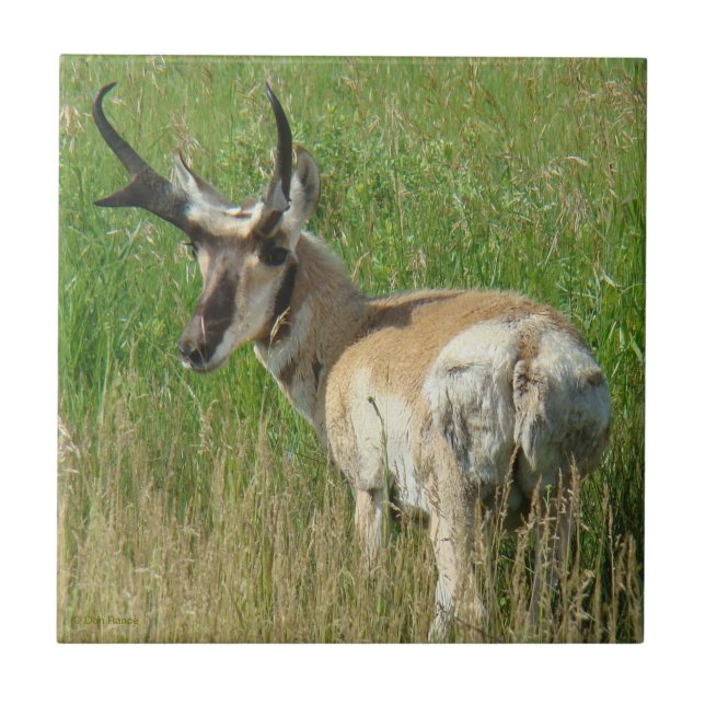 A35 Pronghorn Antelope Buck Tile (Front)
