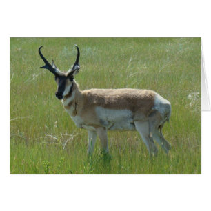 A36 Pronghorn Antelope Big Buck