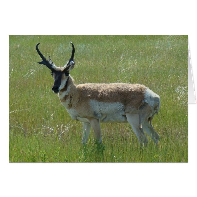 A36 Pronghorn Antelope Big Buck (Front Horizontal)