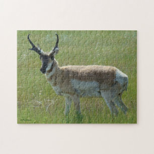 A36 Pronghorn Antelope Buck Jigsaw Puzzle