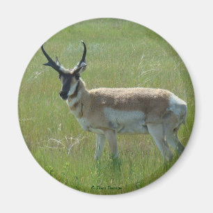 A36 Pronghorn Antelope Buck Magnet