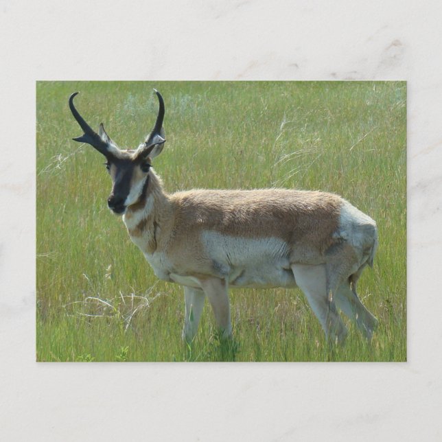 A36 Pronghorn Antelope Buck Postcard (Front)