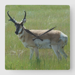 A36 Pronghorn Antelope Buck Square Wall Clock