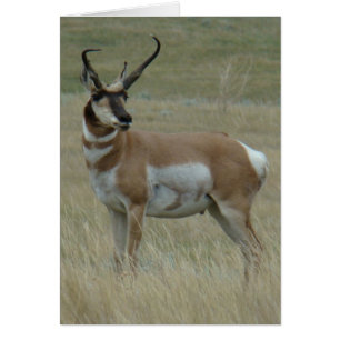 A37 Pronghorn Antelope Big Buck Crooked Horns
