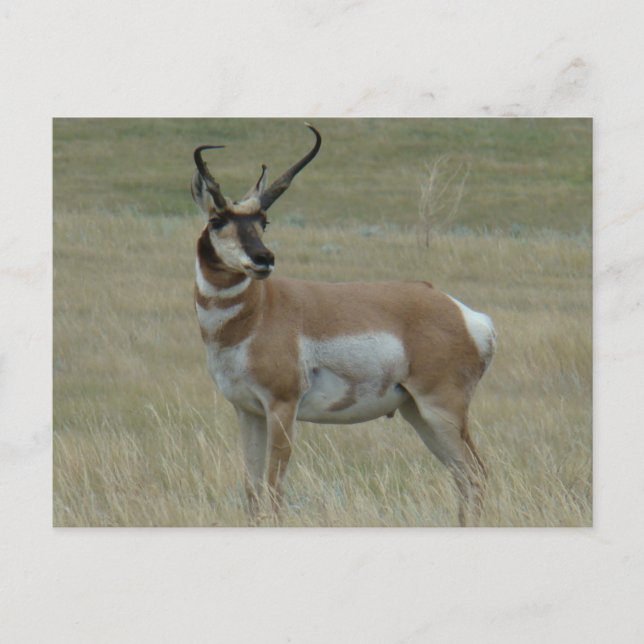 A37 Pronghorn Antelope Buck Crooked Horns Postcard (Front)
