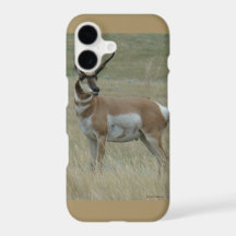 A37 Pronghorn Antelope Crooked Horns