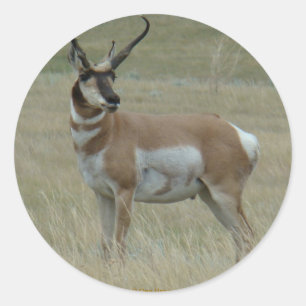 A37 Pronghorn Antelope Crooked Horns Classic Round Sticker