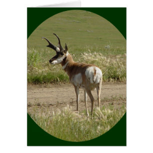 A39 Pronghorn Antelope Buck