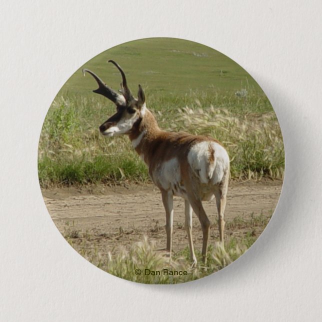A39 Pronghorn Antelope Buck 3 Inch Round Button (Front)