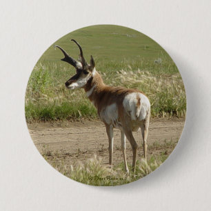 A39 Pronghorn Antelope Buck 3 Inch Round Button