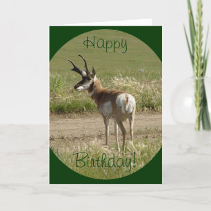 A39 Pronghorn Antelope Buck Card