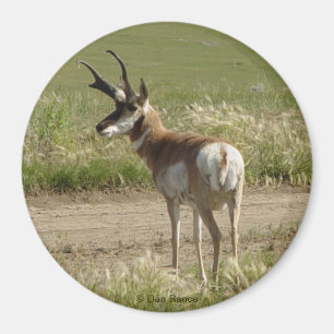 A39 Pronghorn Antelope Buck Magnet