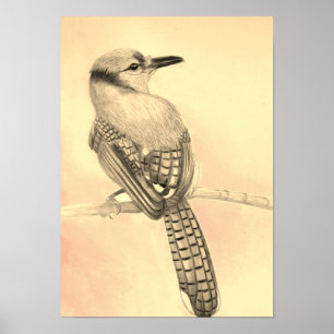 A3 Beautiful Blue Jay Pencil Drawing Print