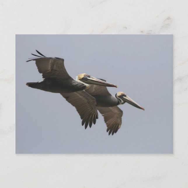 A3 Pelican Pair Postcard (Front)
