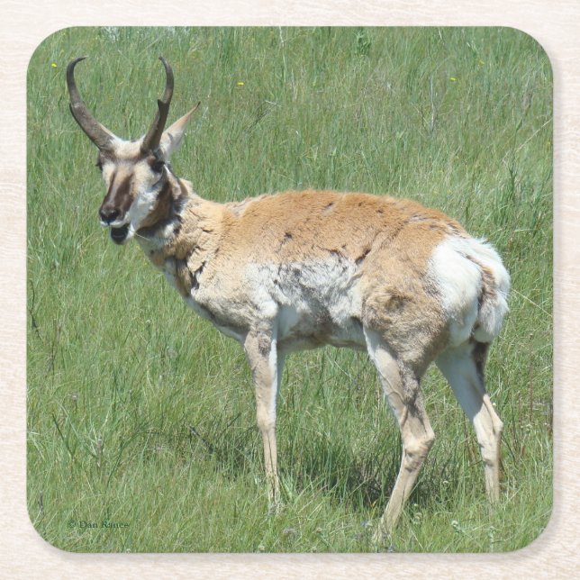A3 Pronghorn Antelope Chewing Square Paper Coaster (Front)
