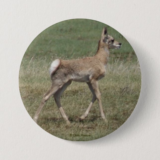 A42 Baby Pronghorn Antelope 3 Inch Round Button (Front)