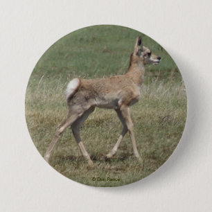 A42 Baby Pronghorn Antelope 3 Inch Round Button