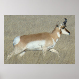 A44 Pronghorn Antelope Buck Poster
