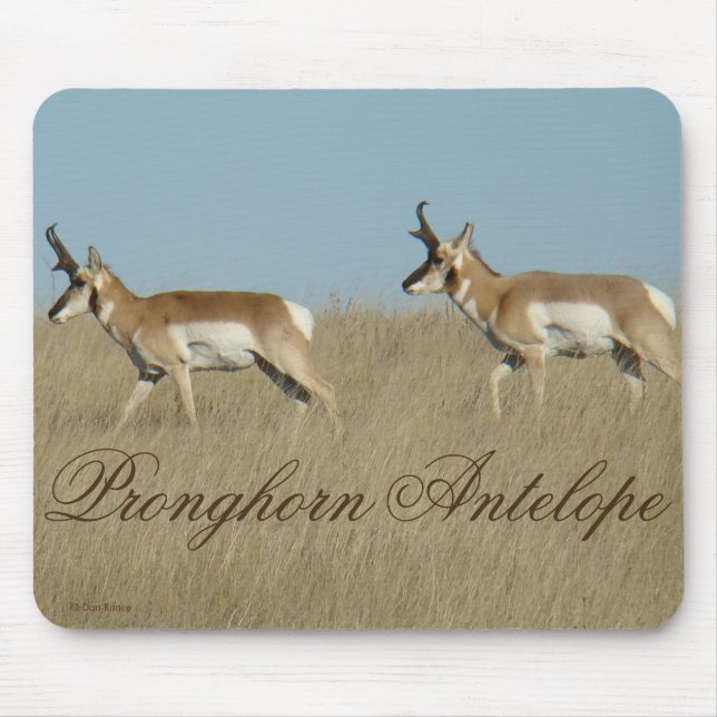 A45 Pronghorn Antelope Young Bucks Mouse Pad (Front)