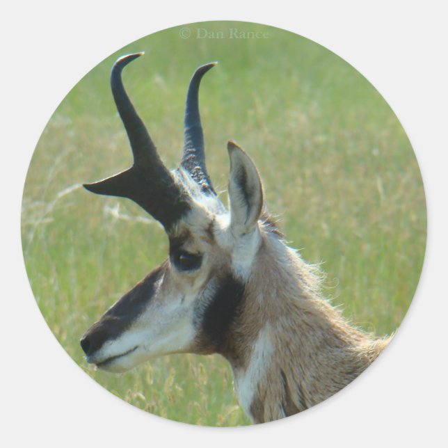 A47 Pronghorn Antelope Big Buck Head Profile Classic Round Sticker (Front)