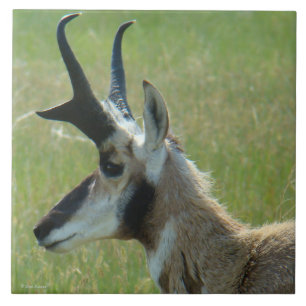 A47 Pronghorn Antelope Big Buck Head Profile Tile