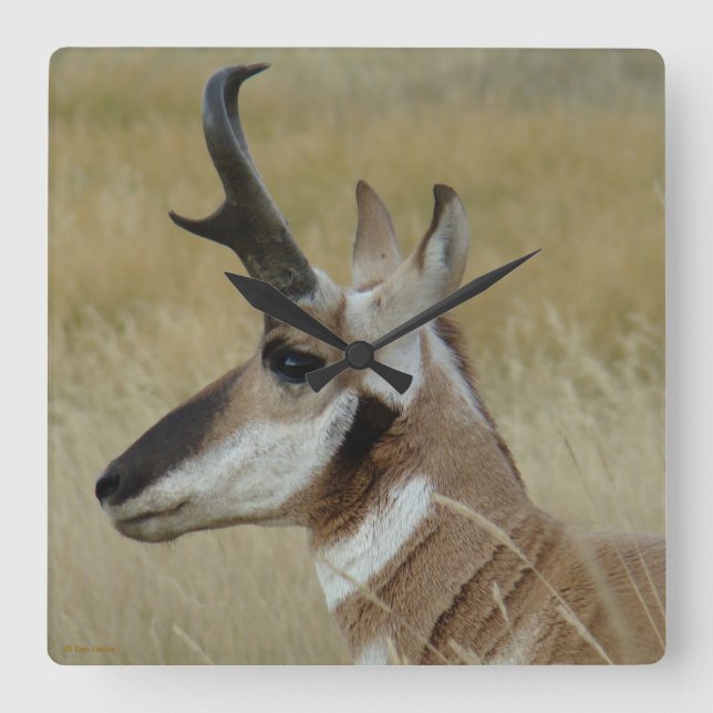A4 Pronghorn Antelope Head Shot Profile Square Wall Clock (Front)