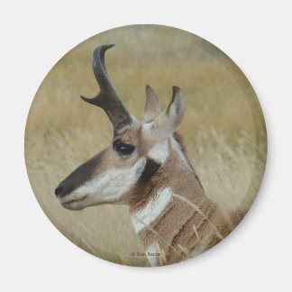 A4 Pronghorn Antelope Young Buck Head Shot Profile Magnet