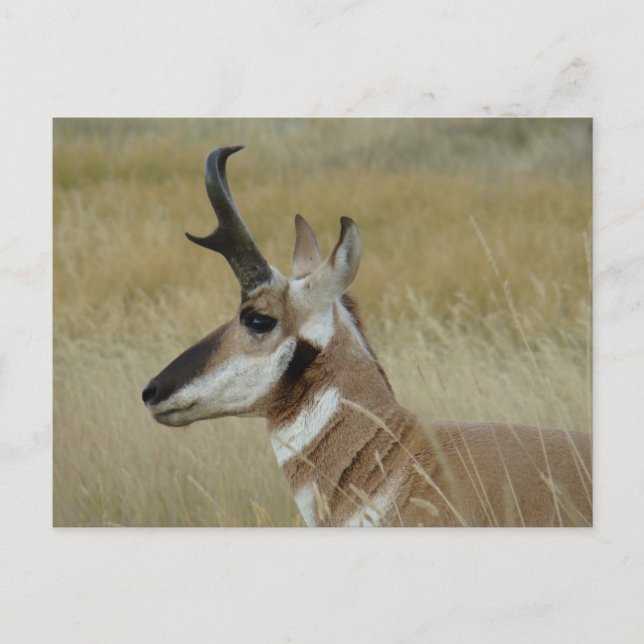 A4 Pronghorn Antelope Young Buck Head Shot Profile Postcard (Front)