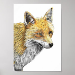 A4 Red Fox Pencil Drawing Print