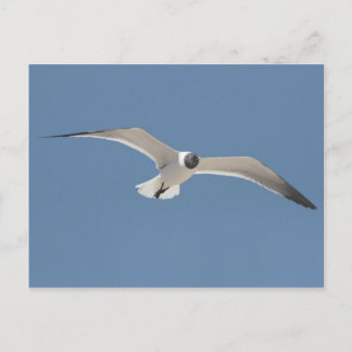 A5 Flying Seagull Postcard
