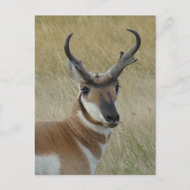 A5 Pronghorn Antelope Big Buck Head Shot Postcard (Front)