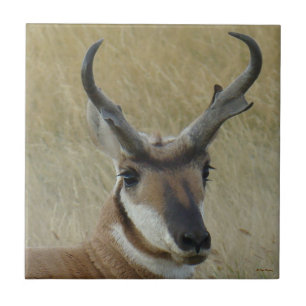 A5 Pronghorn Antelope Big Buck Head Shot Tile