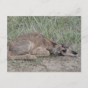 A6 Baby Pronghorn Antelope Postcard