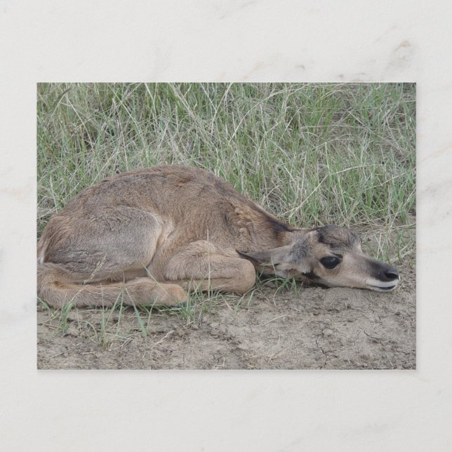A6 Baby Pronghorn Antelope Postcard (Front)